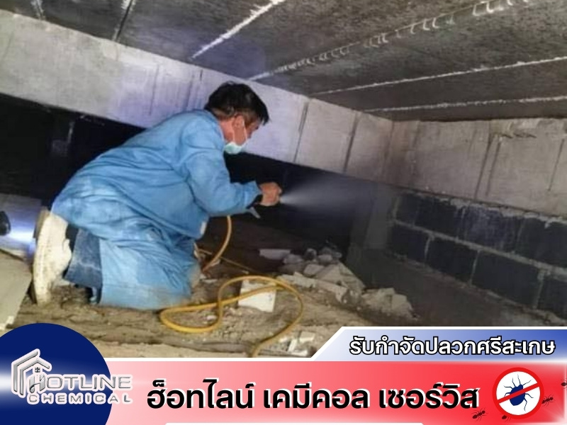 รับกำจัดปลวกด่วนศรีสะเกษ